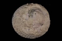 藏品(頭巾黑鐘螺)的圖片